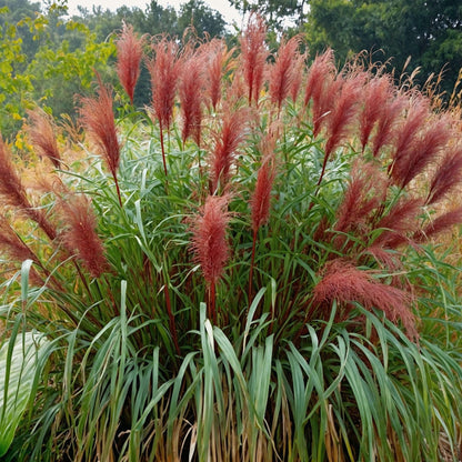 Eulalia - Miscanthus Sinensis 'red Chief' - Altura 40-60cm - ⌀23cm_1