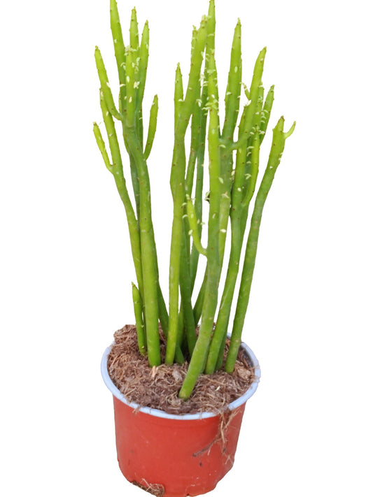 Euphorbia Alluaudii Planta Suculenta Natural Ø13_0