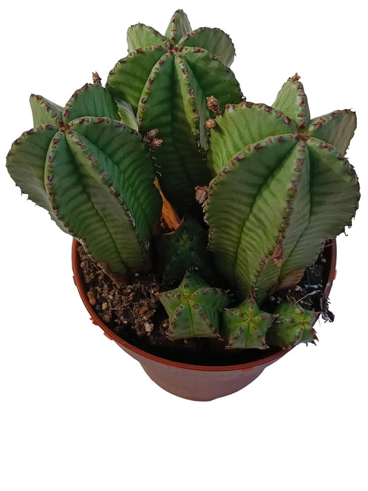 Euphorbia Anoplia Planta Suculenta Natural Ø8_0