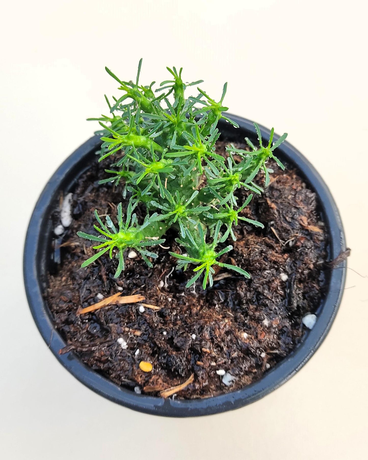 Euphorbia Flanaganii (cabeza De Medusa); Euforbia Suculenta, Planta De Colección; Curiosarium; Diámetro Maceta 10,5 Cm_0