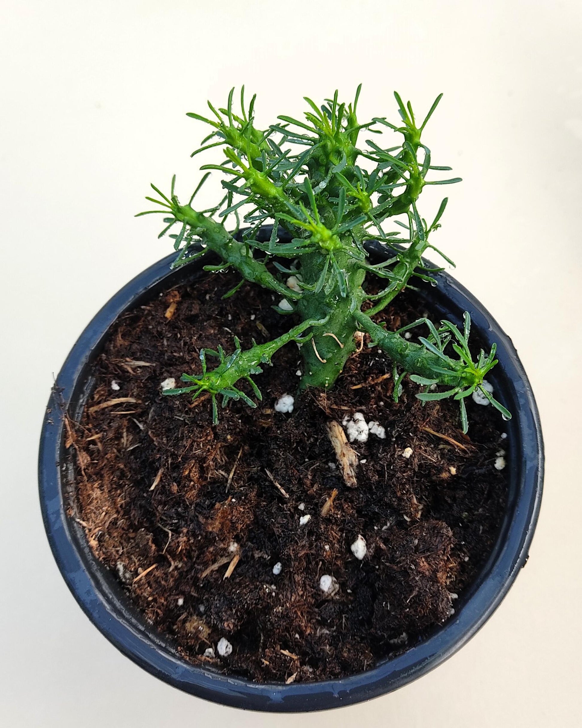 Euphorbia Flanaganii (cabeza De Medusa); Euforbia Suculenta, Planta De Colección; Curiosarium; Diámetro Maceta 10,5 Cm_2