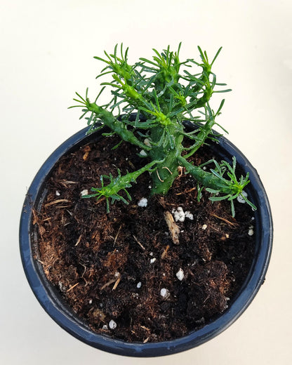 Euphorbia Flanaganii (cabeza De Medusa); Euforbia Suculenta, Planta De Colección; Curiosarium; Diámetro Maceta 10,5 Cm_2