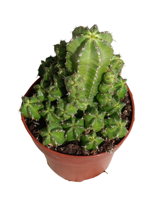 Euphorbia Frankii Planta Suculenta Natural Ø8_0