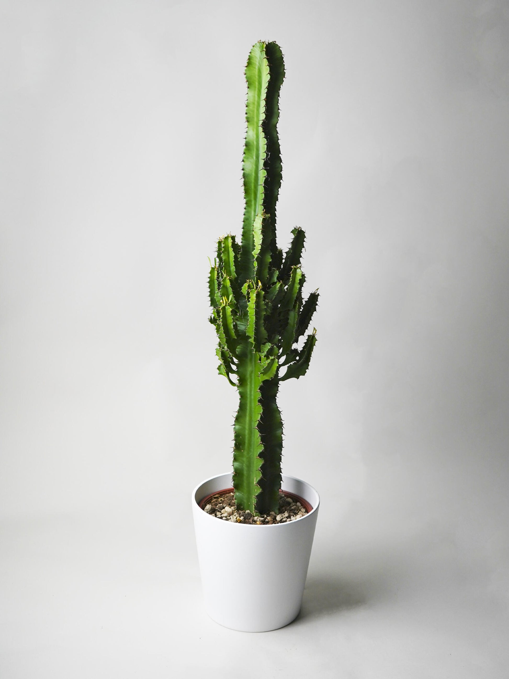 Euphorbia Ingens_0
