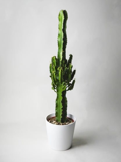 Euphorbia Ingens_0