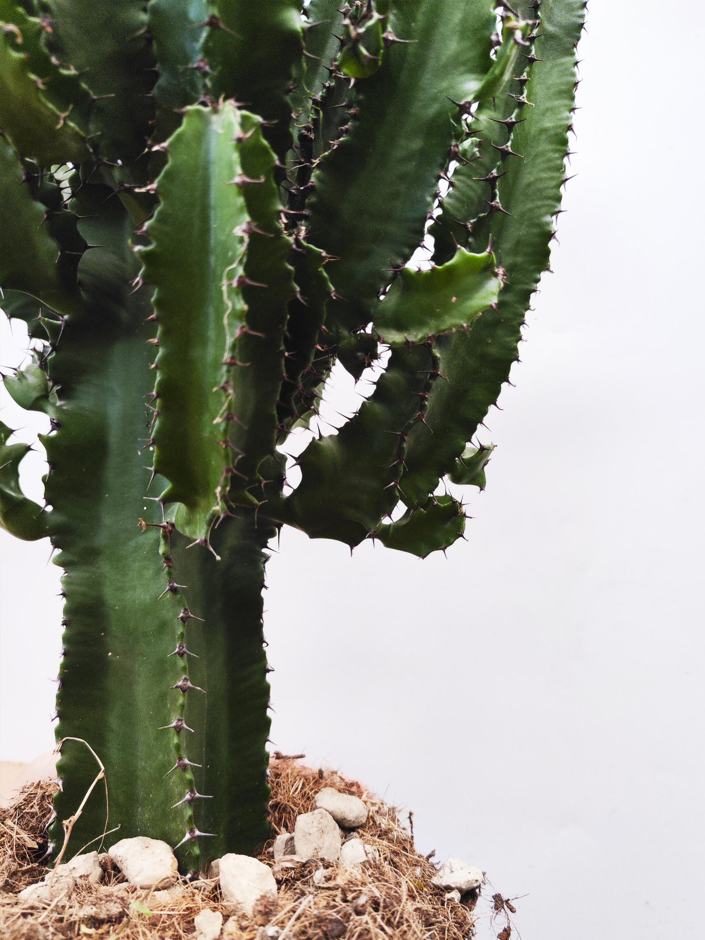 Euphorbia Ingens_1