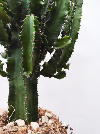 Euphorbia Ingens_1