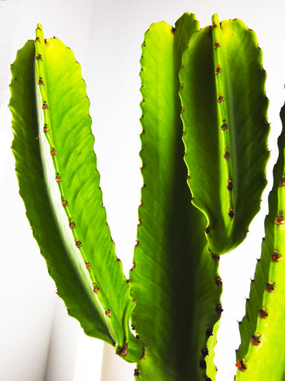 Euphorbia Ingens Candelabro | Altura 65cm - Diámetro 20cm_3