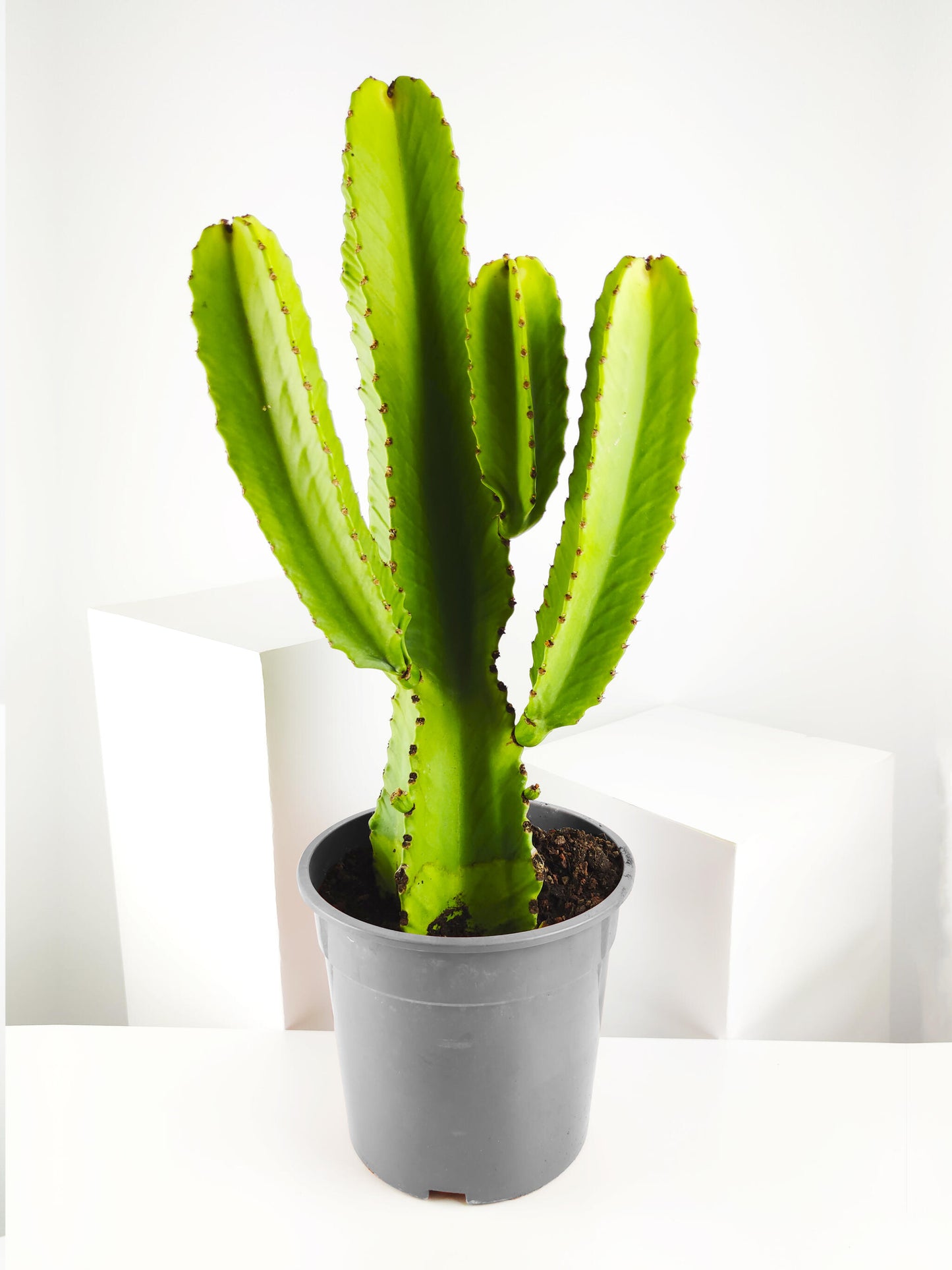 Euphorbia Ingens O Árbol Candelabro_0