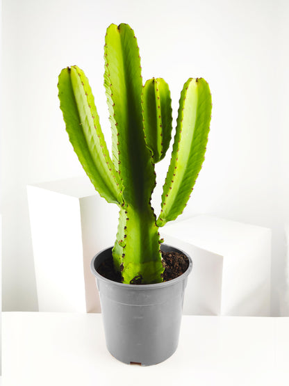 Euphorbia Ingens O Árbol Candelabro_0