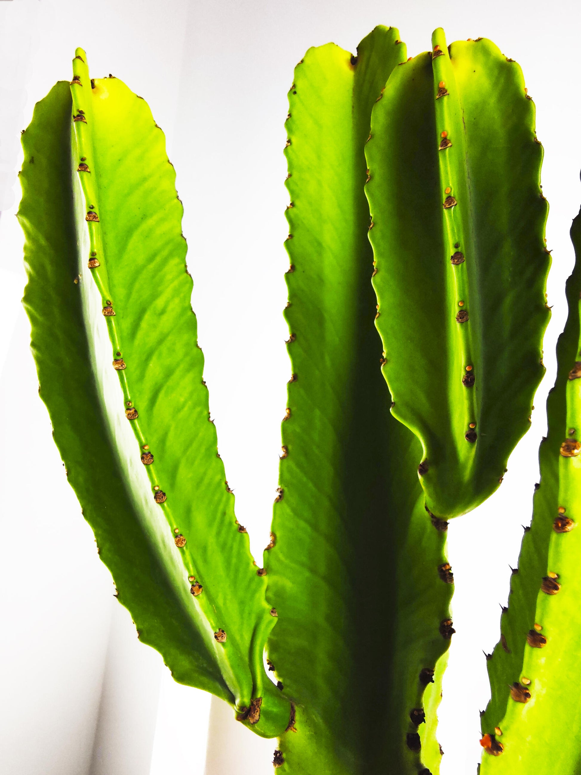 Euphorbia Ingens O Árbol Candelabro_2
