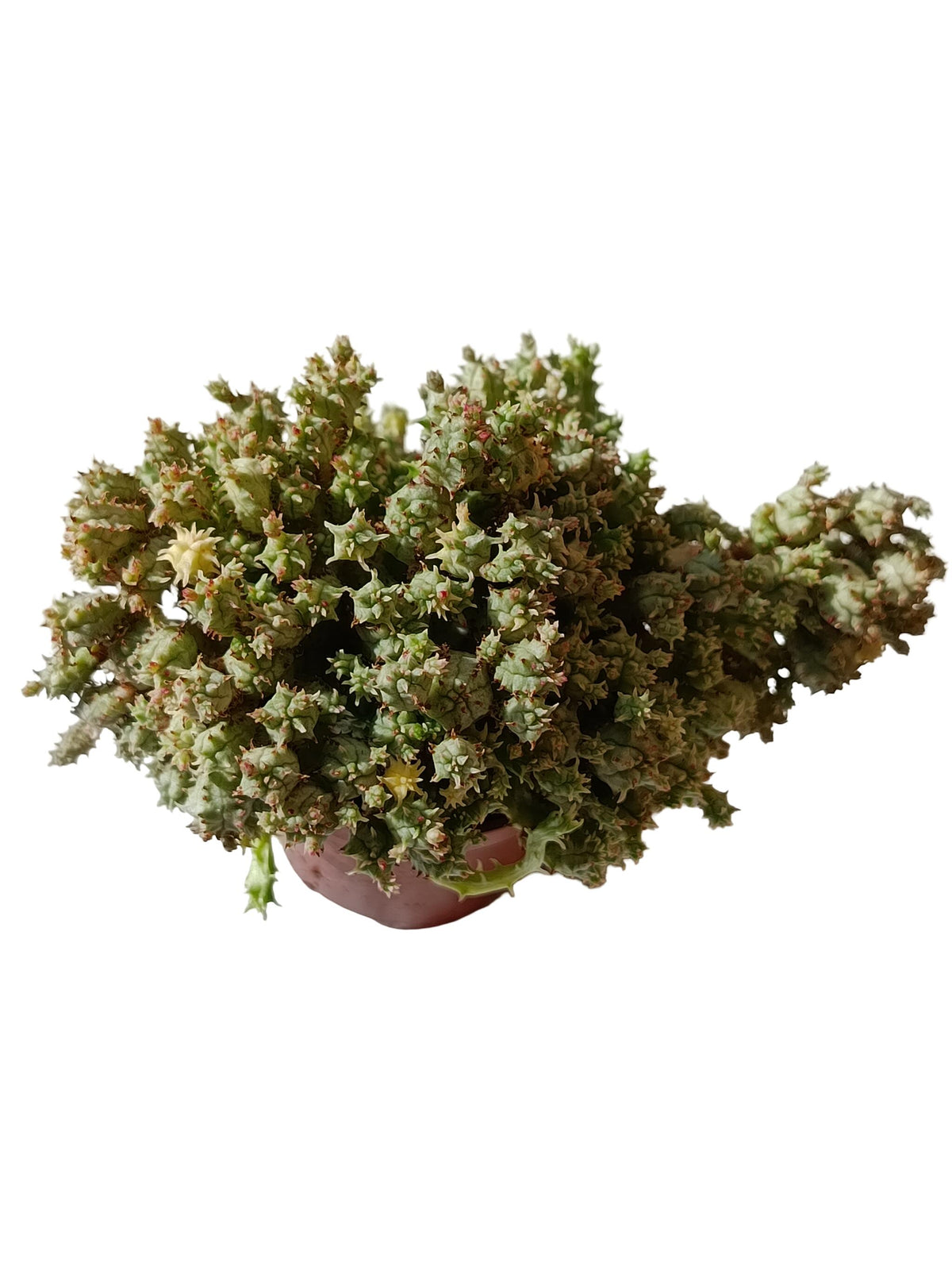 Euphorbia Mammillaris "prolifera" Variegata Planta Suculenta Natural Ø5_0