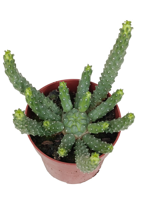 Euphorbia Medusa Planta Suculenta Natural Ø8_0
