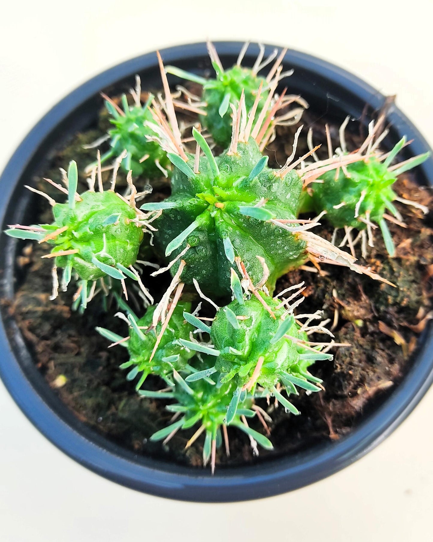 Euphorbia Meloformis; Euforbia Melón, Euforbia Suculenta; Curiosarium; Diámetro Maceta 10,5 Cm_0