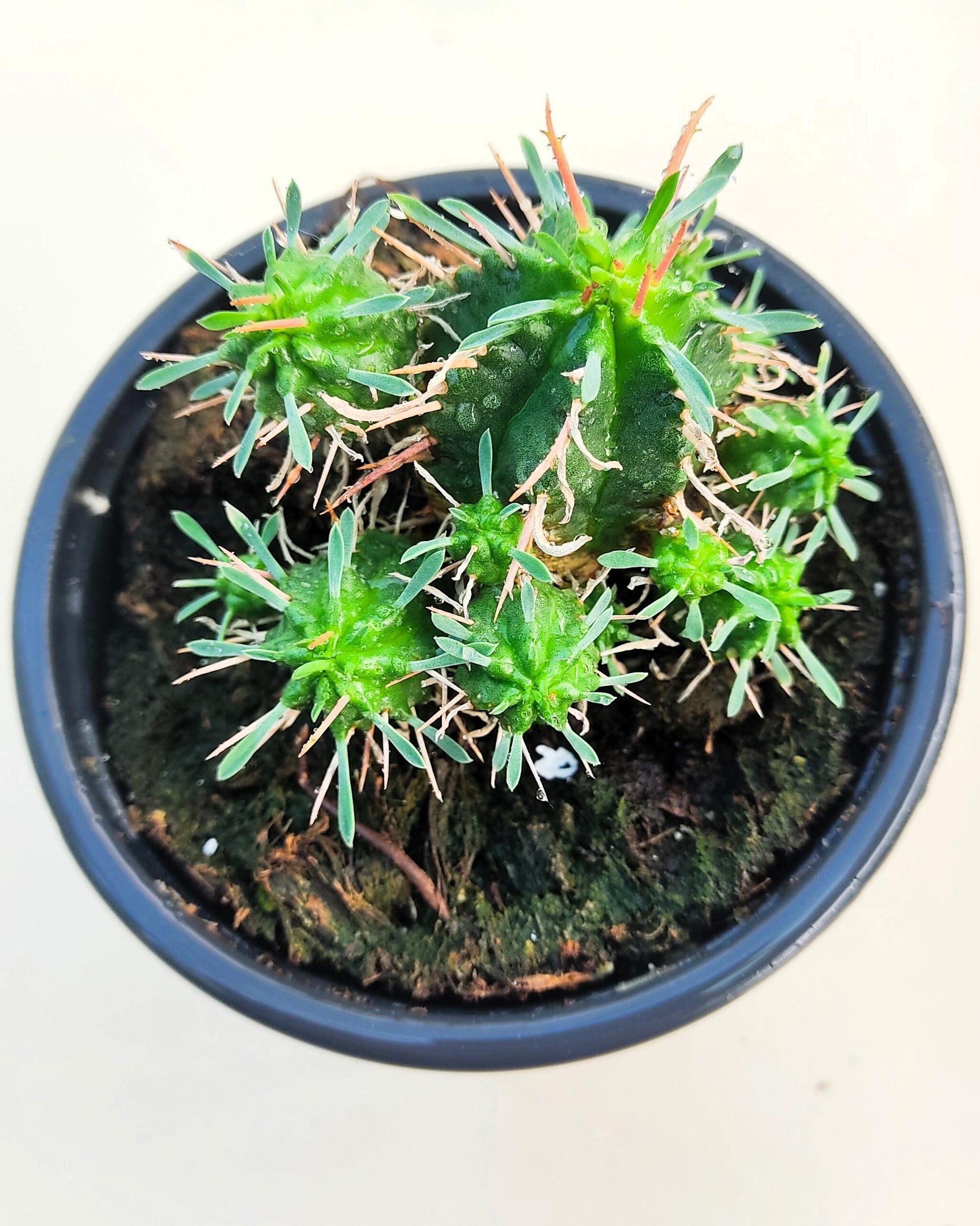 Euphorbia Meloformis; Euforbia Melón, Euforbia Suculenta; Curiosarium; Diámetro Maceta 10,5 Cm_2