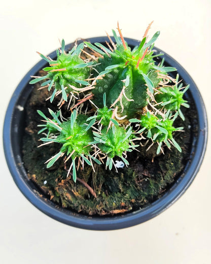 Euphorbia Meloformis; Euforbia Melón, Euforbia Suculenta; Curiosarium; Diámetro Maceta 10,5 Cm_2