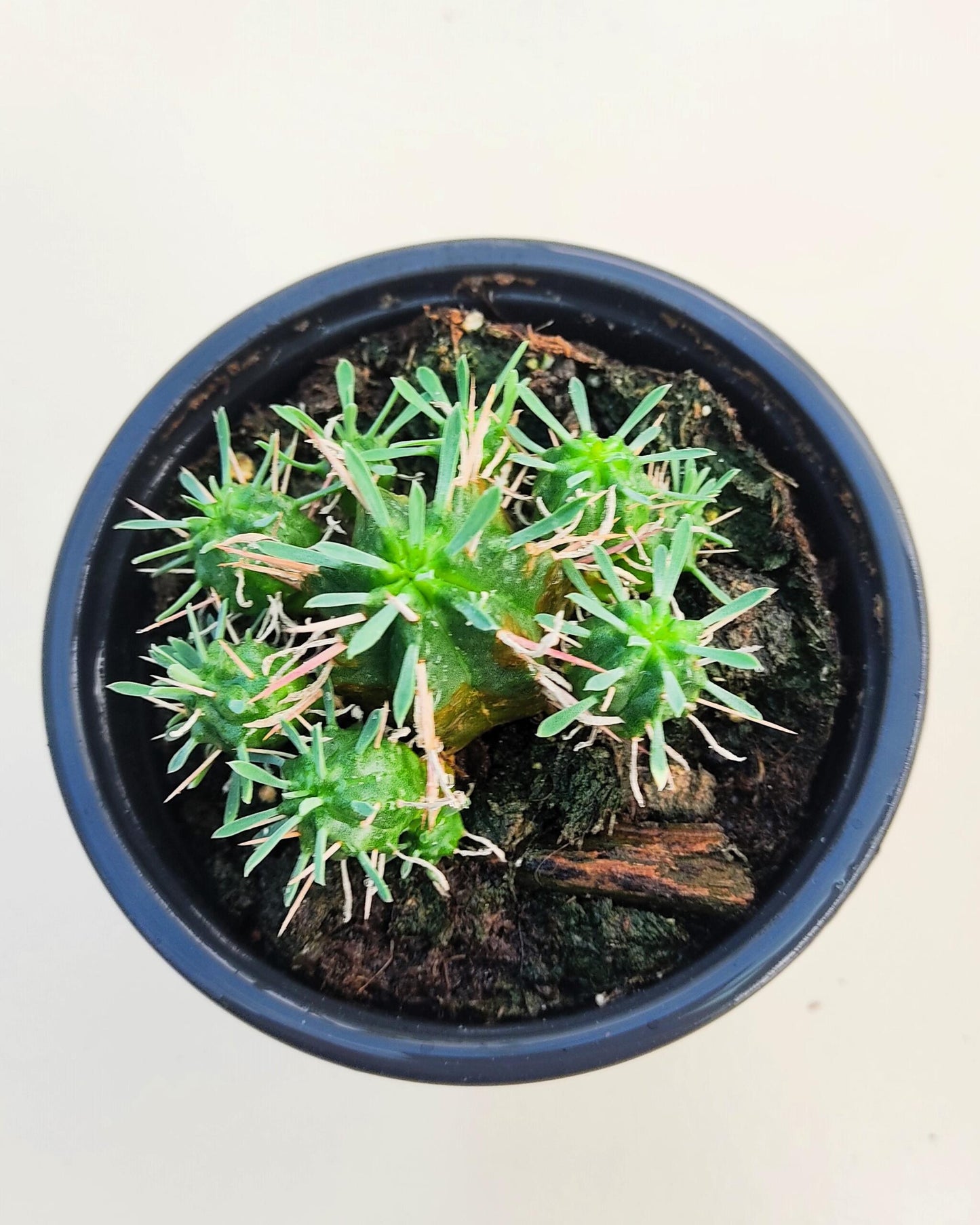Euphorbia Meloformis; Euforbia Melón, Euforbia Suculenta; Curiosarium; Diámetro Maceta 10,5 Cm_3