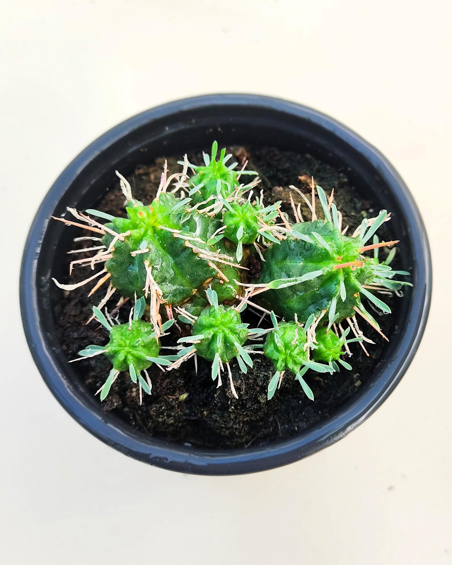 Euphorbia Meloformis; Euforbia Melón, Euforbia Suculenta; Curiosarium; Diámetro Maceta 10,5 Cm_4