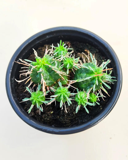 Euphorbia Meloformis; Euforbia Melón, Euforbia Suculenta; Curiosarium; Diámetro Maceta 10,5 Cm_4