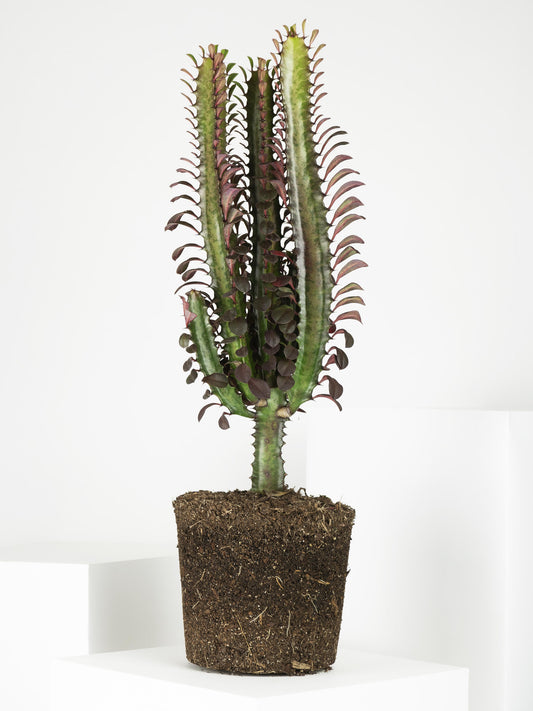 Euphorbia Trigona | Altura 35cm - Maceta 12cm_0