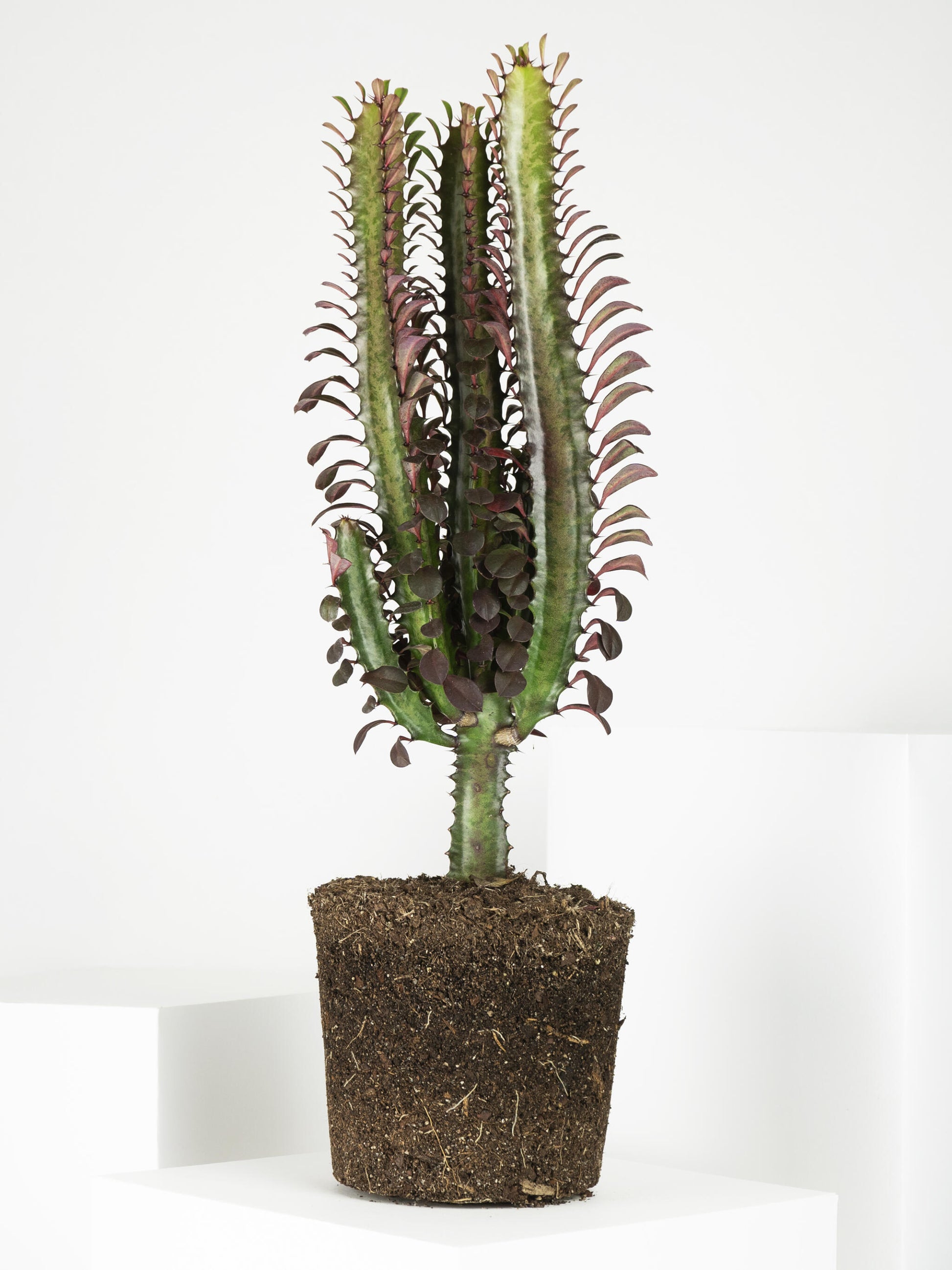 Euphorbia Trigona | Altura 35cm - Maceta 12cm_2