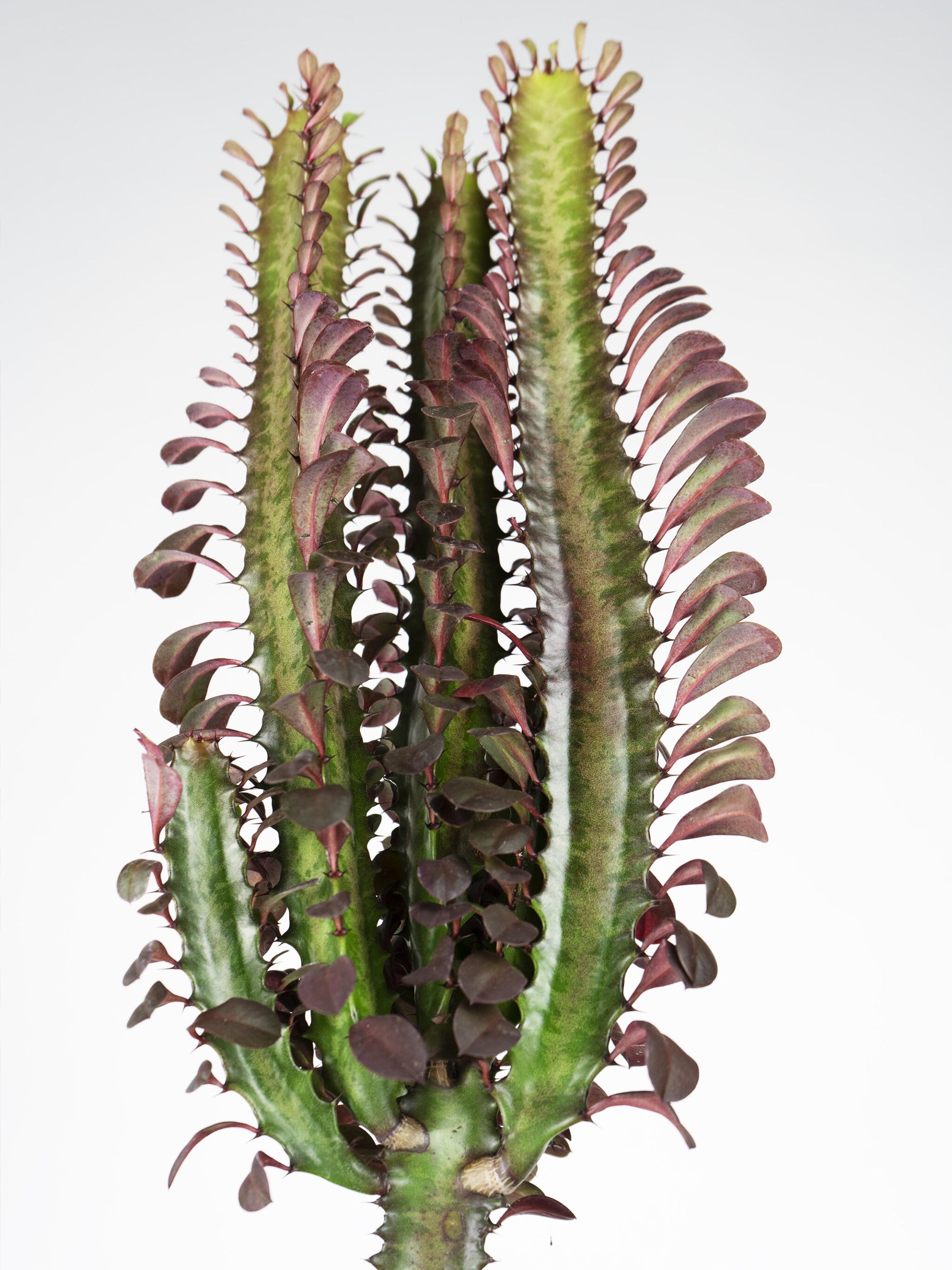 Euphorbia Trigona | Altura 35cm - Maceta 12cm_3