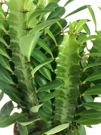 Euphorbia Trigona M12 30cm_2