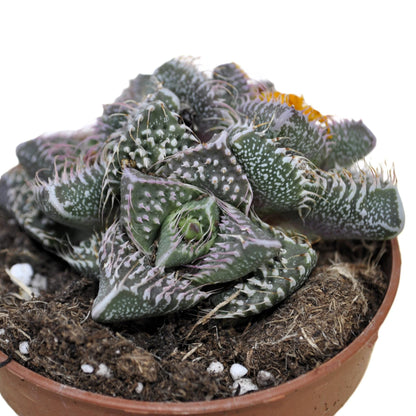 Faucaria Tuberculosa 'pink Selection' (faucaria Selección Rosa); Planta Suculenta Extraña; Curiosarium; Maceta 8,5 Cm_1
