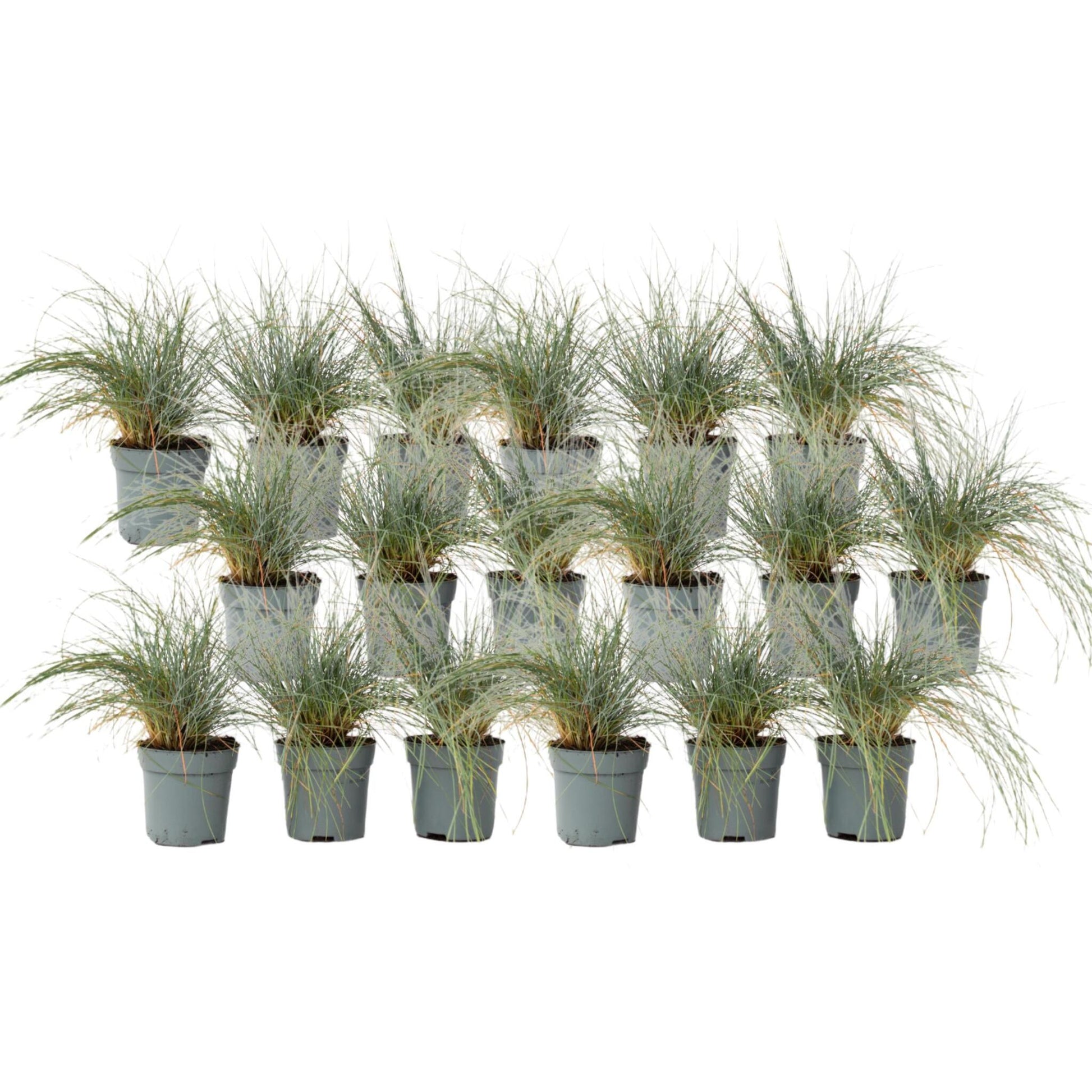 Festuca Azul - 18 Pzs - Festuca Glauca 'elijah Blue' - Altura 10-15cm - ⌀9cm_0