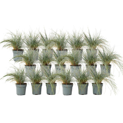 Festuca Azul - 18 Pzs - Festuca Glauca 'elijah Blue' - Altura 10-15cm - ⌀9cm_0