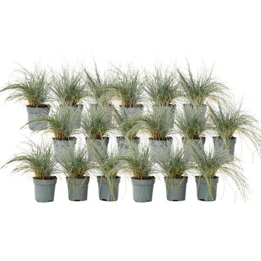 Festuca Azul - 18 Pzs - Festuca Glauca 'elijah Blue' - Altura 10-15cm - ⌀9cm_0