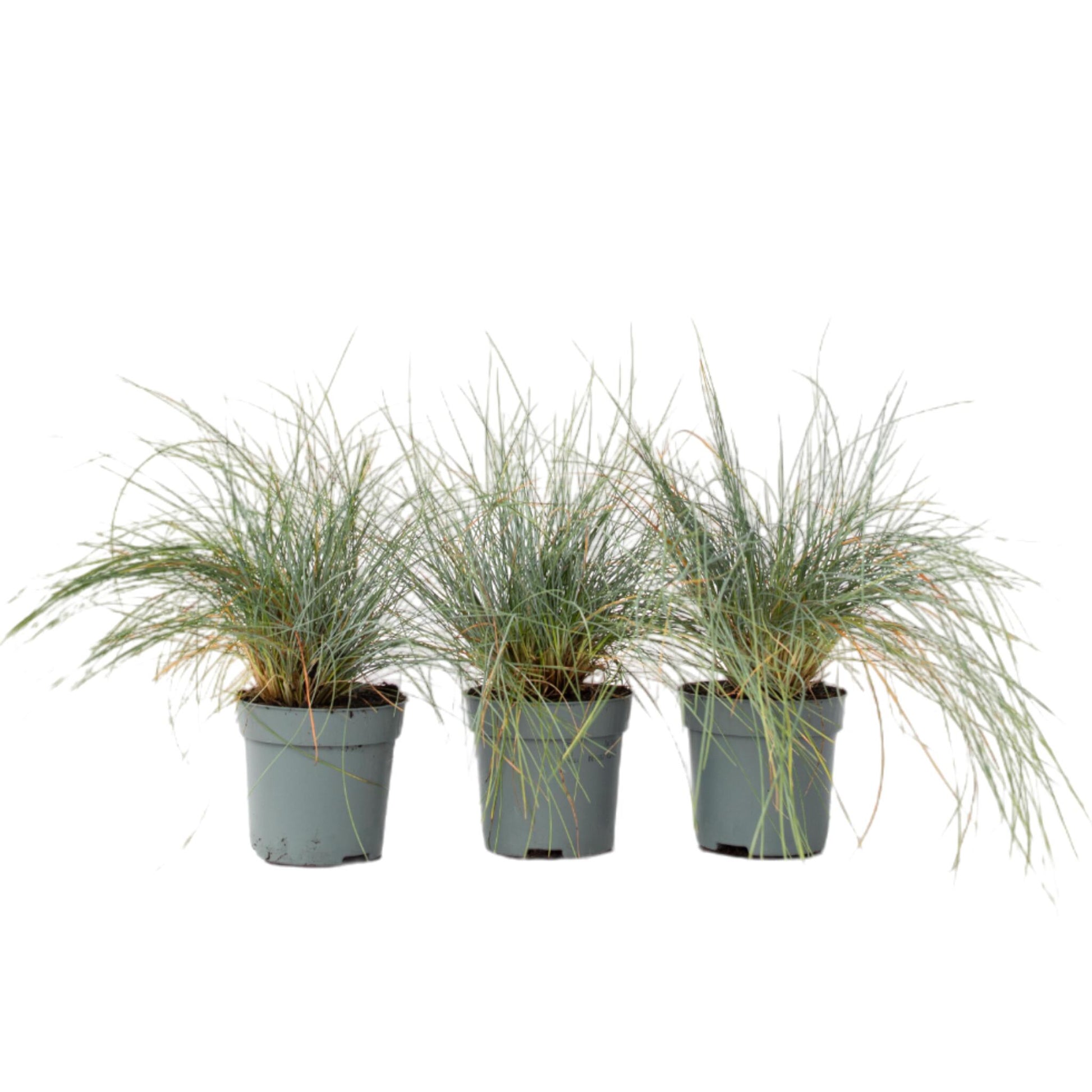 Festuca Azul - 3 Pzs - Festuca Glauca 'elijah Blue' - Altura 10-15cm - ⌀9cm_0
