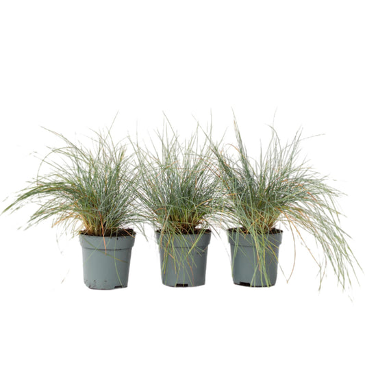 Festuca Azul - 3 Pzs - Festuca Glauca 'elijah Blue' - Altura 10-15cm - ⌀9cm_0