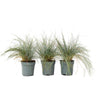 Festuca Azul - 3 Pzs - Festuca Glauca 'elijah Blue' - Altura 10-15cm - ⌀9cm