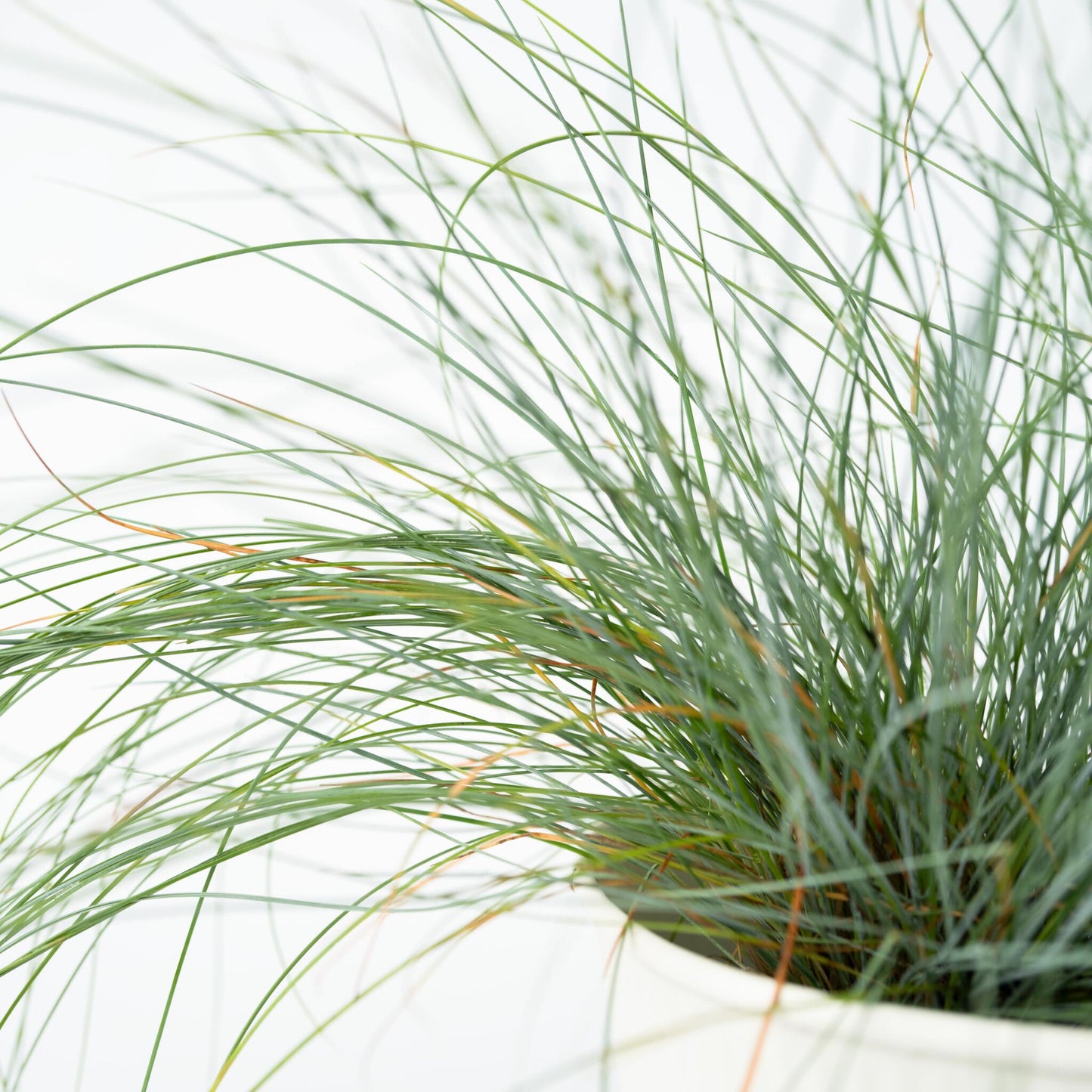 Festuca Azul - 3 Pzs - Festuca Glauca 'elijah Blue' - Altura 10-15cm - ⌀9cm_3