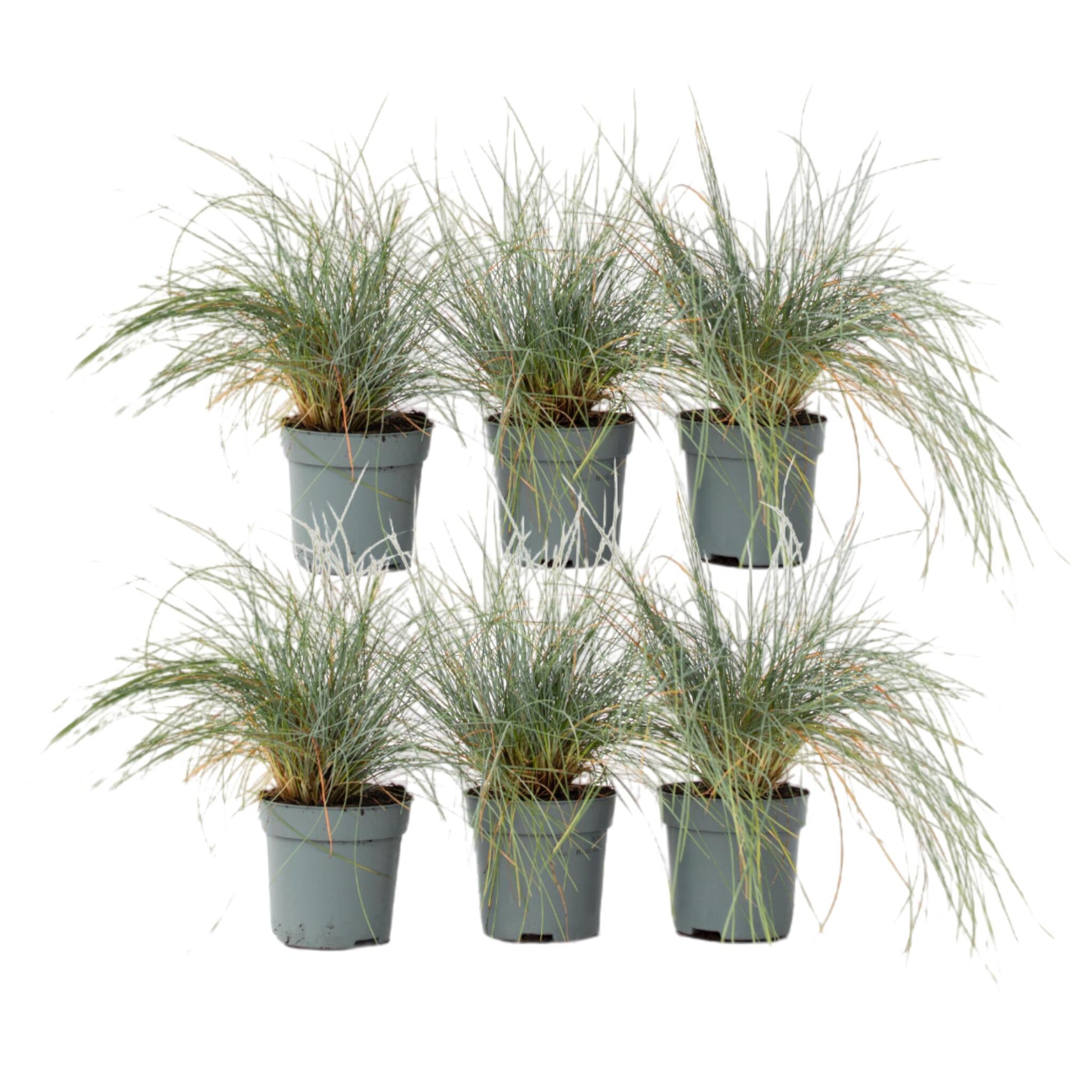 Festuca Azul - 6 Pzs - Festuca Glauca 'elijah Blue' - Altura 10-15cm - ⌀9cm_0