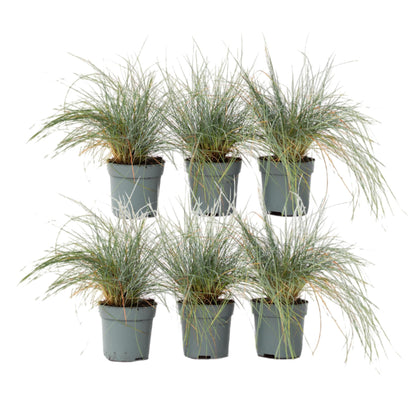 Festuca Azul - 6 Pzs - Festuca Glauca 'elijah Blue' - Altura 10-15cm - ⌀9cm_0