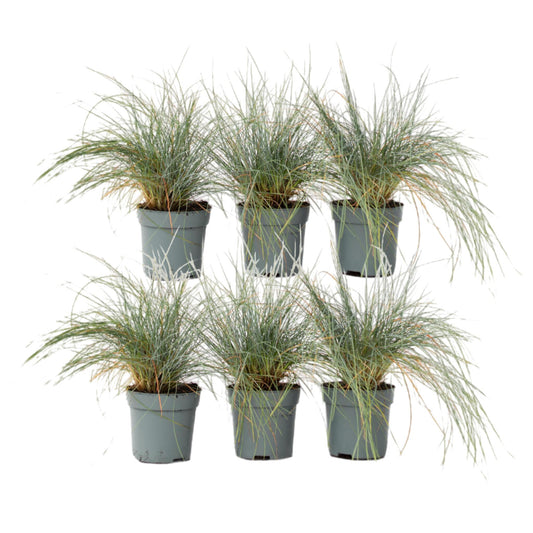 Festuca Azul - 6 Pzs - Festuca Glauca 'elijah Blue' - Altura 10-15cm - ⌀9cm_0