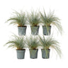 Festuca Azul - 6 Pzs - Festuca Glauca 'elijah Blue' - Altura 10-15cm - ⌀9cm