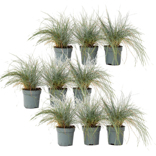 Festuca Azul - 9 Pzs - Festuca Glauca 'elijah Blue' - Altura 10-15cm - ⌀9cm_0