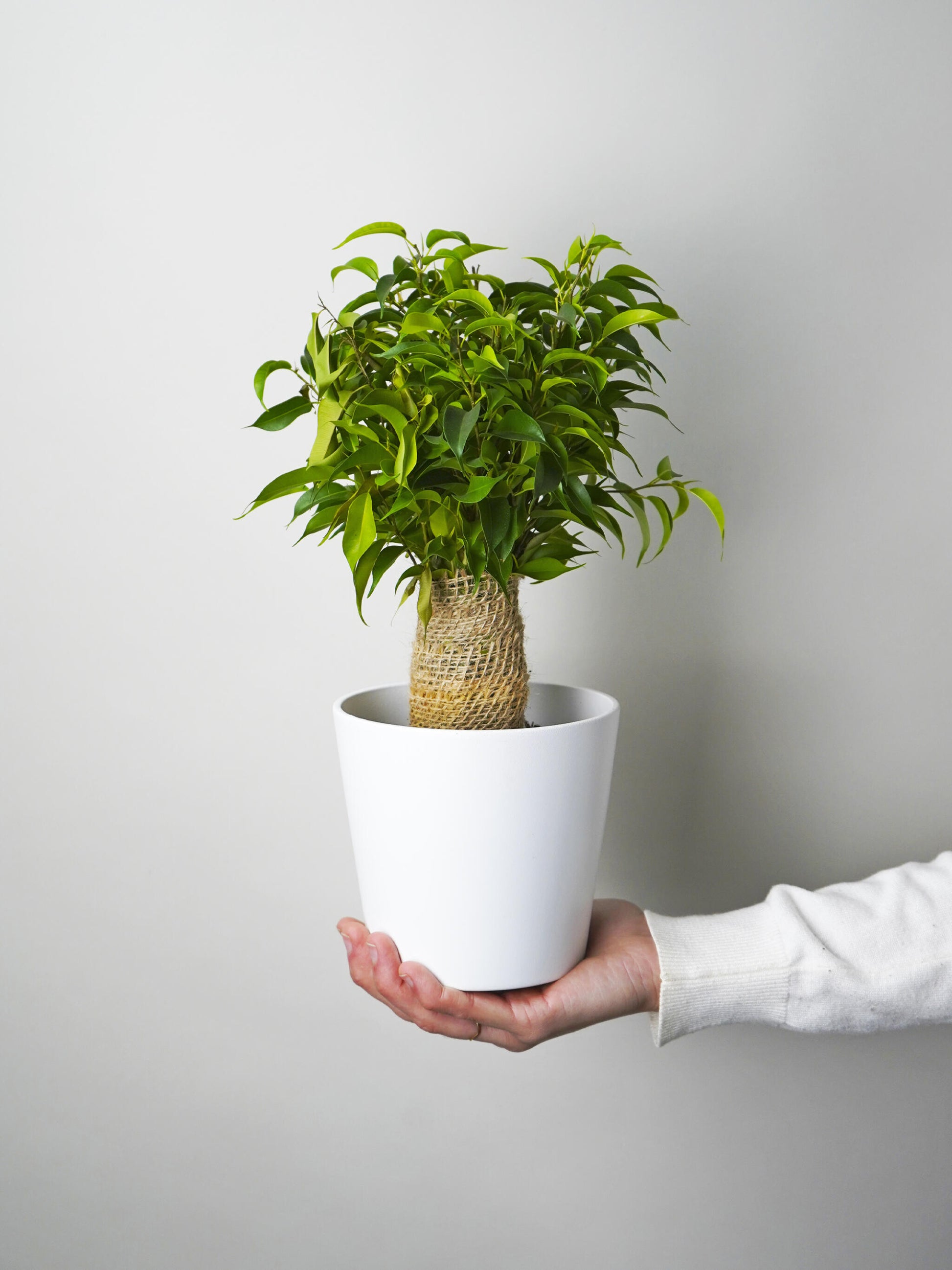 Ficus Benjamina | Altura 30cm - Diámetro 12cm_0