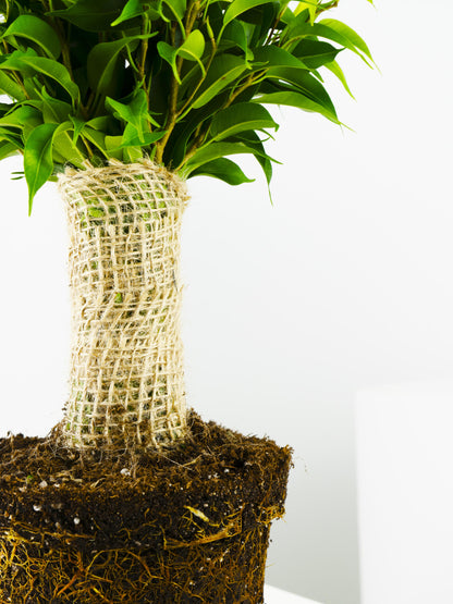 Ficus Benjamina | Altura 30cm - Diámetro 12cm_3