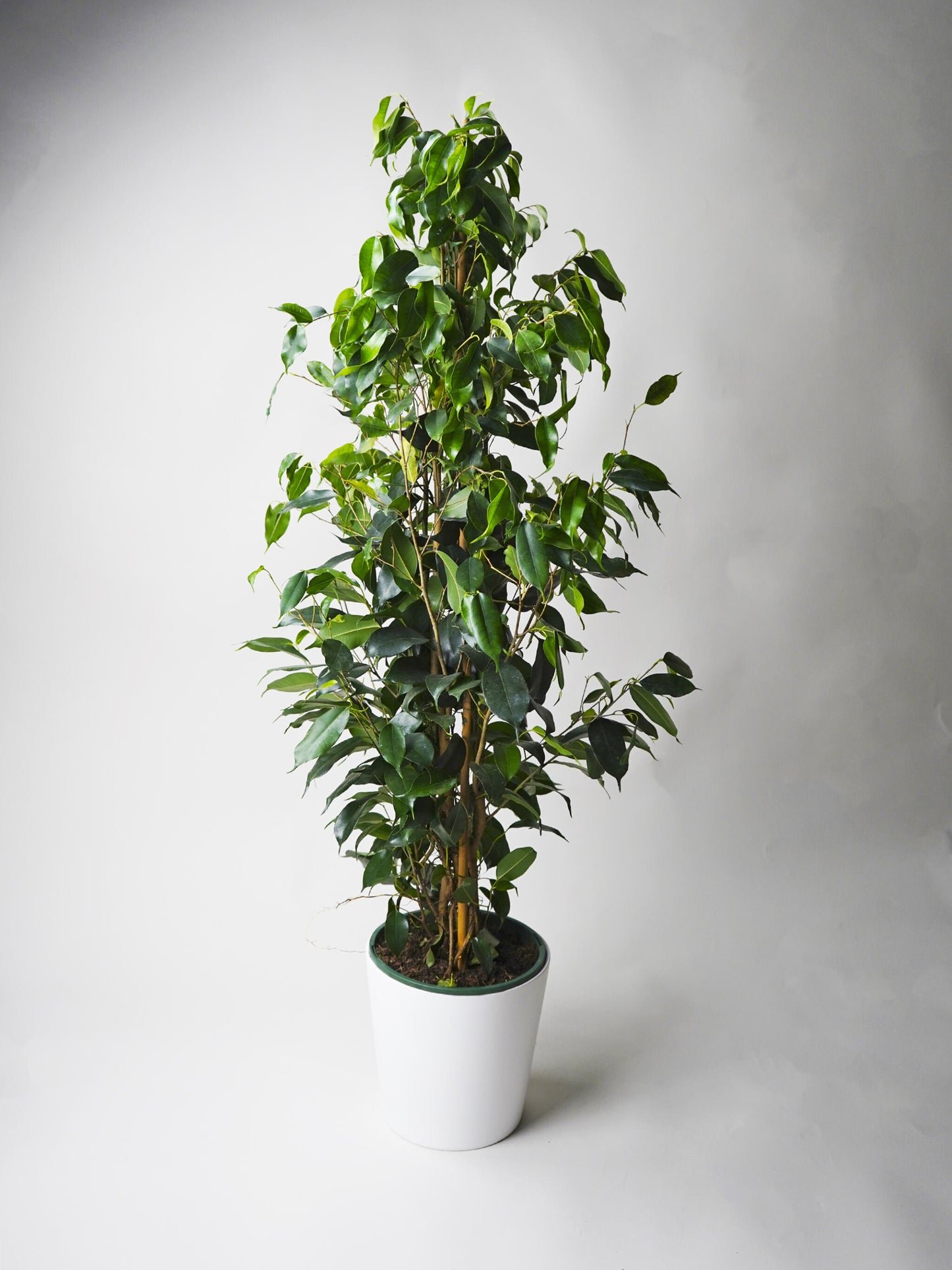 Ficus Benjamina Danielle | Altura 120cm - Diámetro 21cm_0