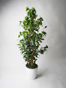 Ficus Benjamina Danielle | Altura 120cm - Diámetro 21cm