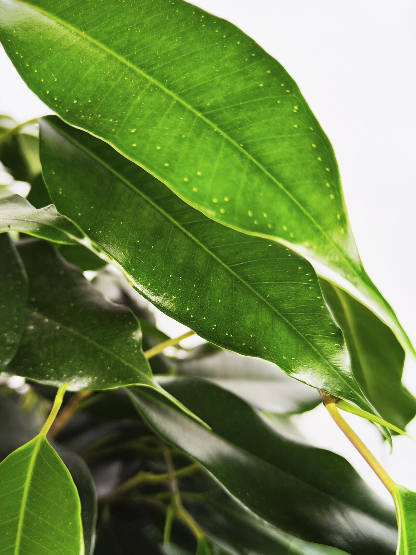 Ficus Benjamina Danielle | Altura 120cm - Diámetro 21cm_1