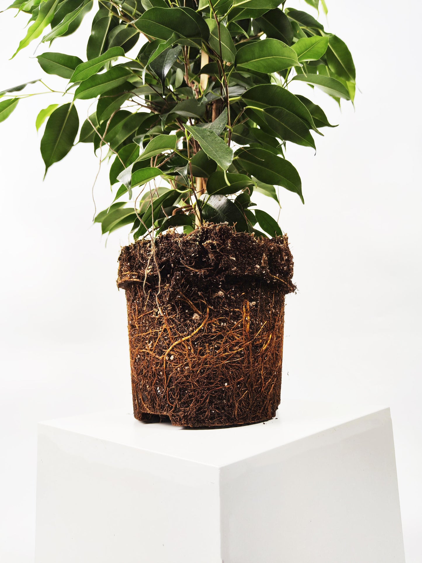 Ficus Benjamina Danielle | Altura 120cm - Diámetro 21cm_3