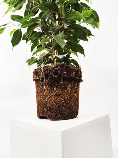 Ficus Benjamina Danielle | Altura 120cm - Diámetro 21cm_3