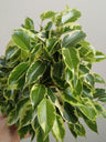 Ficus Benjamina Variegata Kinki Ø12 - 20 Cm