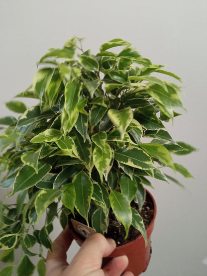 Ficus Benjamina Variegata Kinki Ø12 - 20 Cm_2