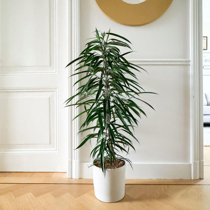 Ficus De Hojas Largas - Ficus Binnendijkii - Altura 100-110cm - ⌀21cm_1